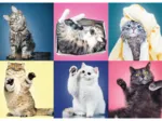 Kittens